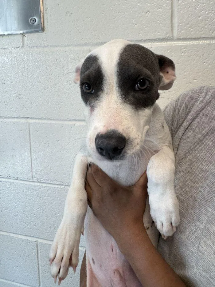 A young medium-sized male Terrier dog named Billy for adoption in Hilton Head Island, SC