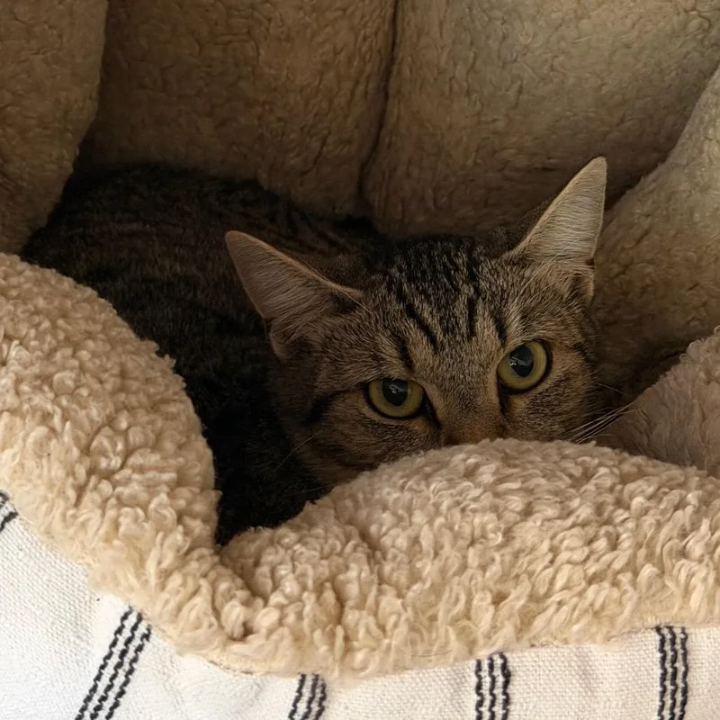 A young medium-sized female Brown / Chocolate Domestic Short Hair cat named Lil Bit for adoption in Denver, CO