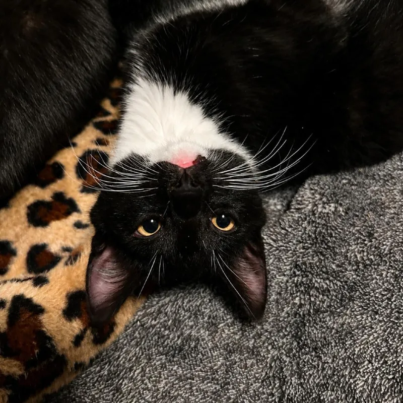 A baby small-sized male Black Domestic Short Hair cat named A Kj for adoption in Centralia, WA