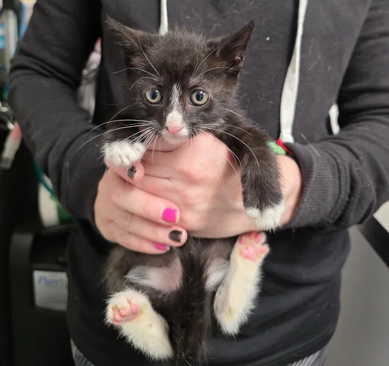 A baby small-sized male Domestic Short Hair cat named Chet for adoption in Ewing, NJ
