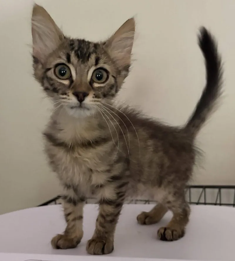 A baby medium-sized female Domestic Medium Hair cat named Aunt Mil for adoption in Zimmerman, MN