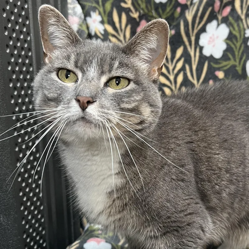 A senior medium-sized female Gray / Blue / Silver Domestic Short Hair cat named Squirt for adoption in Fairmont, MN