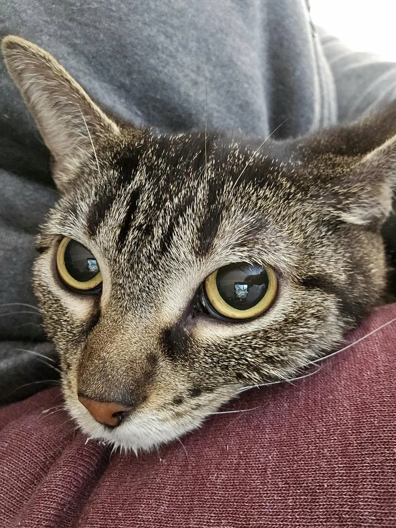 An adult medium-sized female Domestic Short Hair cat named Sprocket for adoption in Claremont, NH