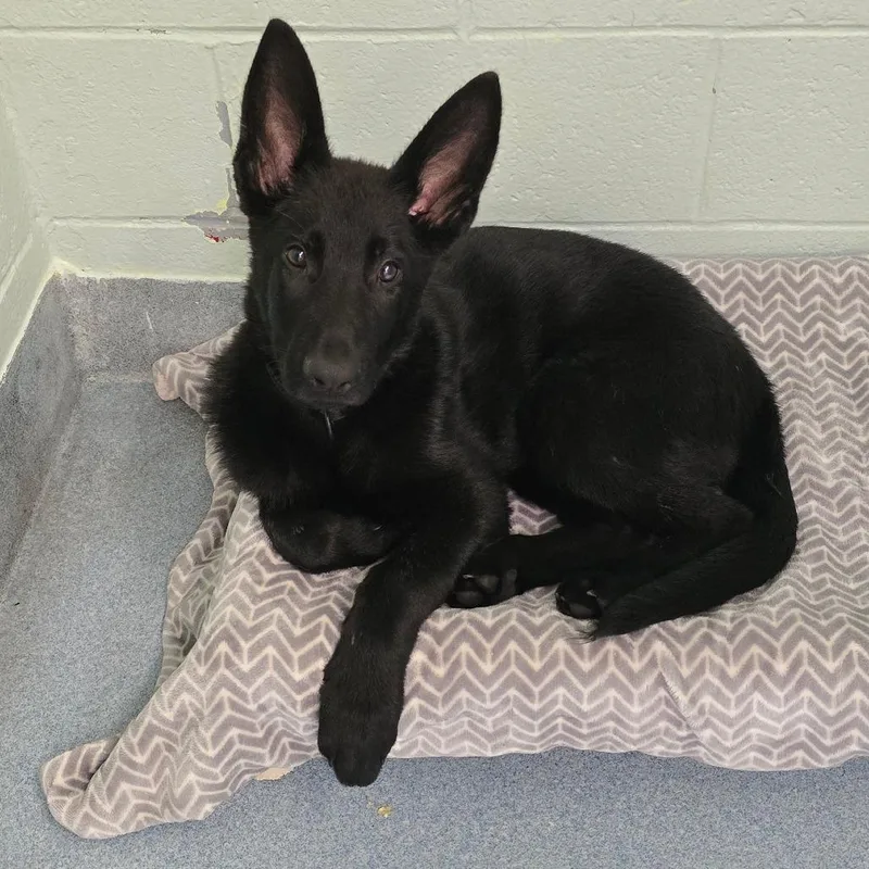 A baby medium-sized male Black Belgian Shepherd / Malinois dog named Marley for adoption in East Hanover, NJ