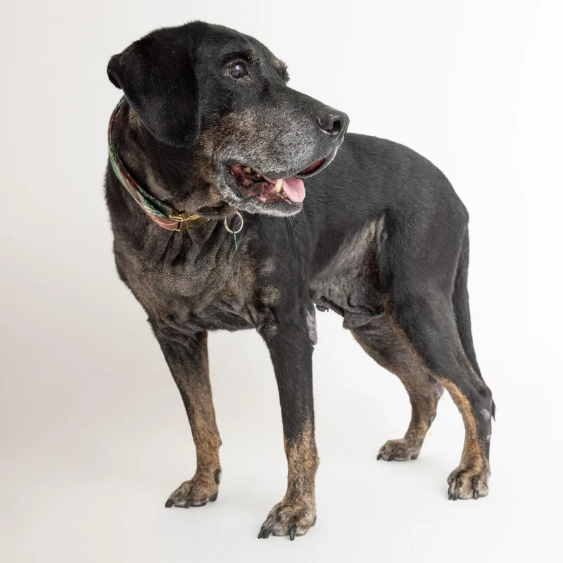 A senior large-sized male Black Labrador Retriever dog named Ziggy for adoption in San Francisco, CA