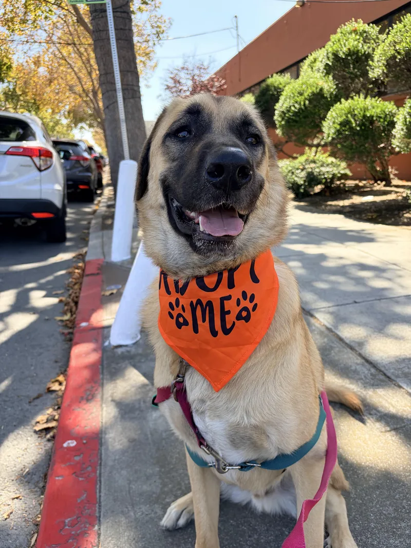 A young large-sized male Anatolian Shepherd dog named Piccolo for adoption in Lafayette, CA