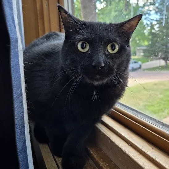 An adult small-sized male Black Domestic Short Hair cat named Phantom for adoption in Sioux Falls, SD