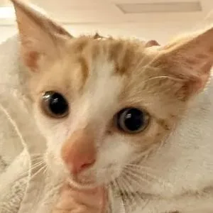 A baby small-sized male Orange / Red Domestic Short Hair cat named SherbertC for adoption in East Saint Louis, IL