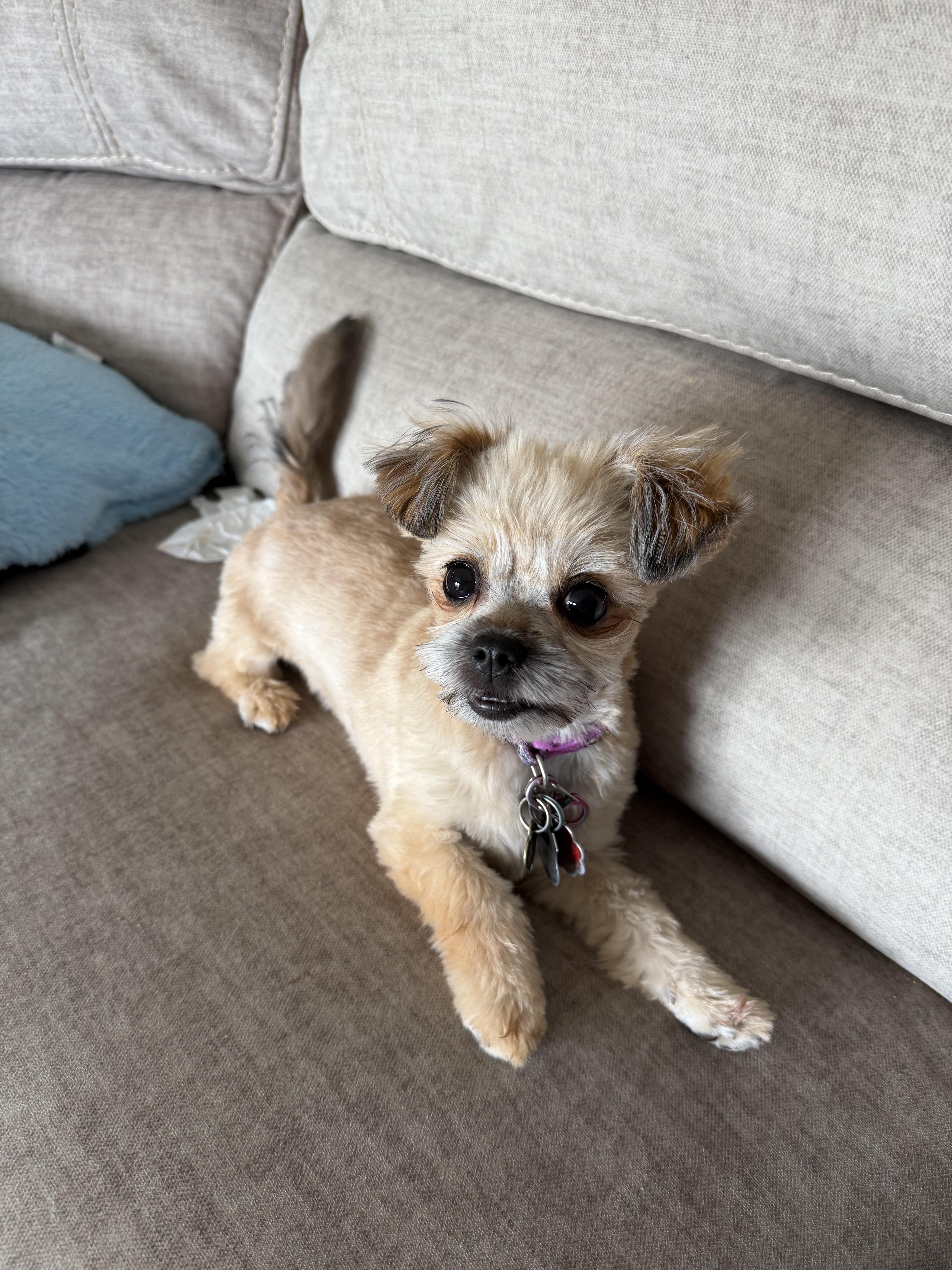 A baby small-sized female Shih Tzu dog named No One Cuter for adoption in Northwood, OH