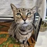 An adult small-sized female Tabby (Brown / Chocolate) Domestic Short Hair cat named Suzy Q for adoption in Hilliard, OH
