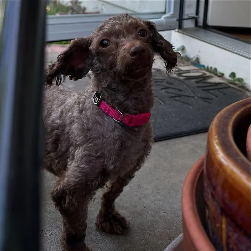 Mimi Aka Millie thumbnail 2