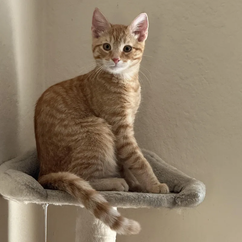 A baby medium-sized male Tabby (Orange / Red) Domestic Short Hair cat named Artie for adoption in Davis, CA