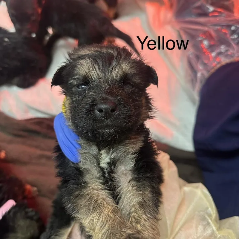 A baby medium-sized male Black German Shepherd Dog dog named Nimble A Yellow for adoption in Mission Hills, CA