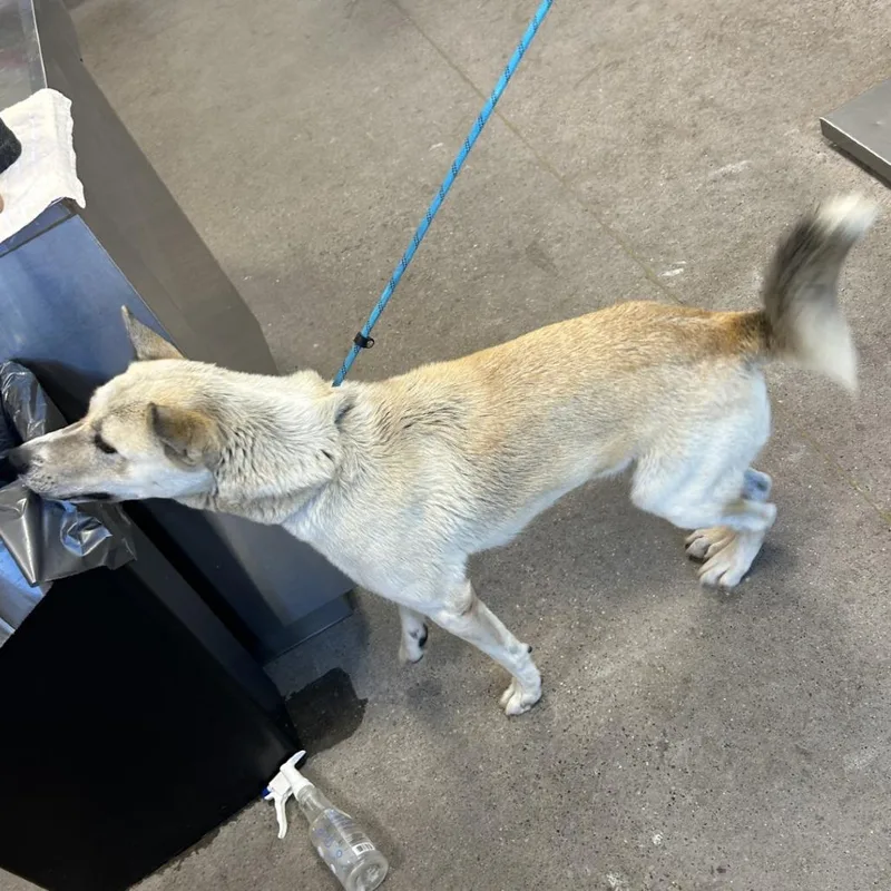 An adult medium-sized female White / Cream Mixed Breed dog named 111986 for adoption in Las Cruces, NM