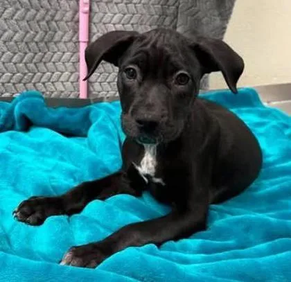 A baby small-sized male Mixed Breed dog named Ritz for adoption in Lampasas, TX