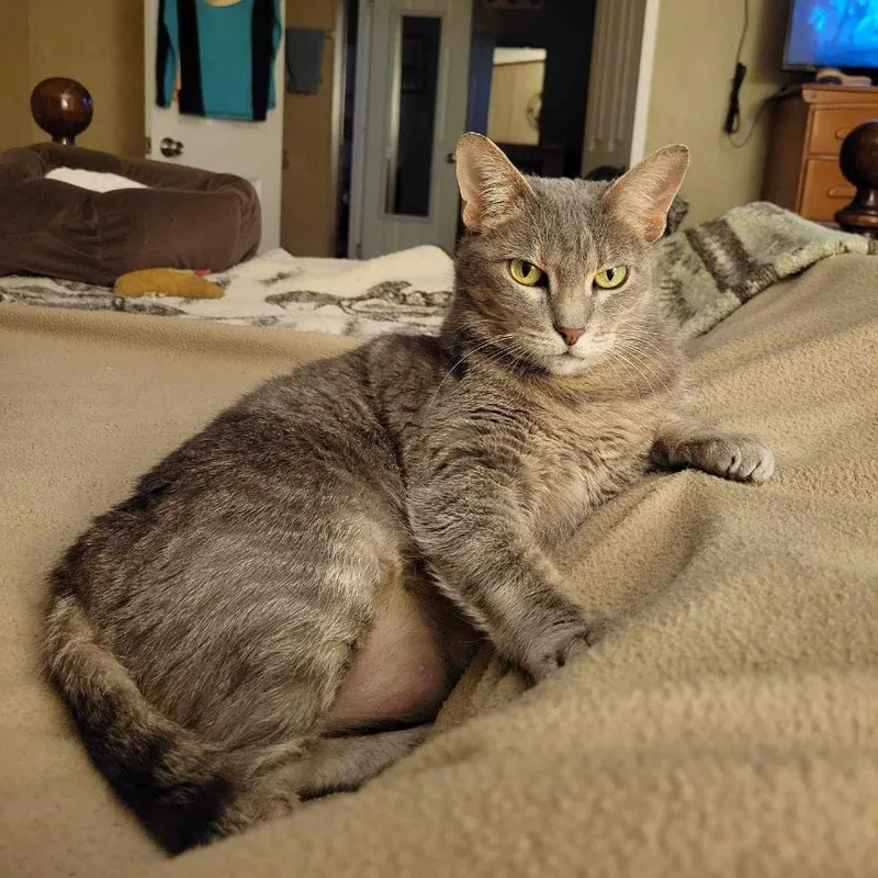 A senior medium-sized female Domestic Short Hair cat named Mitzi for adoption in Tulsa, OK