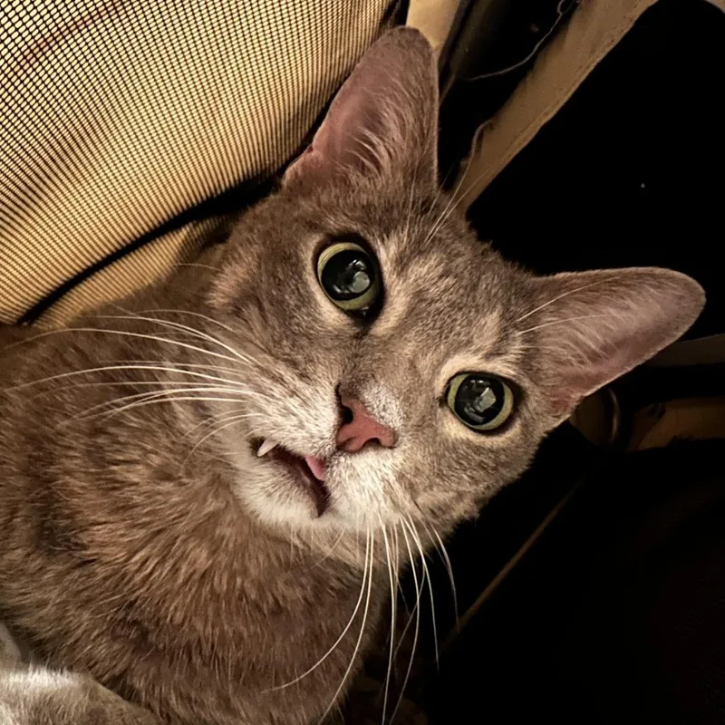 Mitzi thumbnail 2