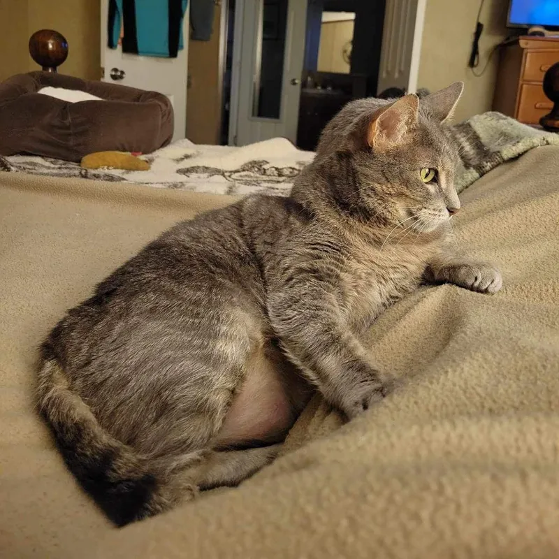 Mitzi thumbnail 3