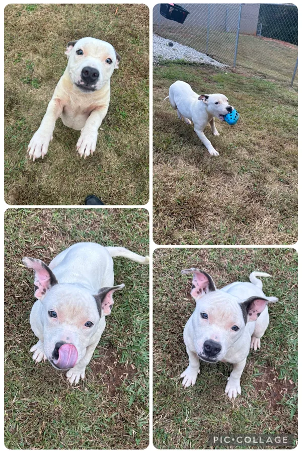 An adult medium-sized female Pit Bull Terrier dog named Bubbles for adoption in Covington, GA