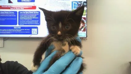 A baby small-sized female Domestic Short Hair cat named Arabella for adoption in Charlotte, NC