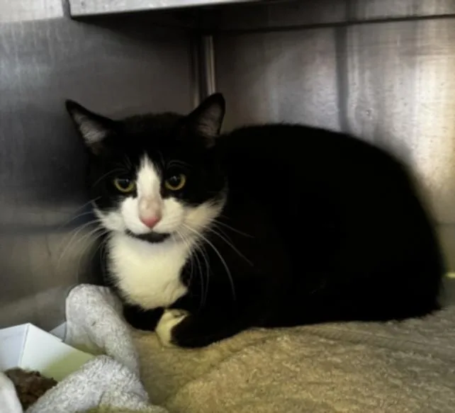 A young large-sized male Domestic Short Hair cat named Pops for adoption in Chatsworth, CA