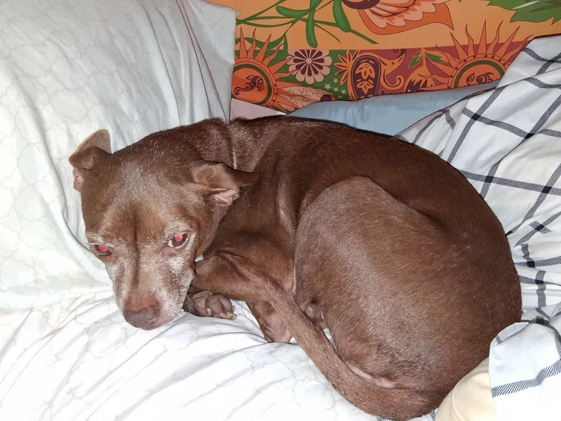 A senior small-sized female Red / Chestnut / Orange Chihuahua dog named Tippy for adoption in Staatsburg, NY