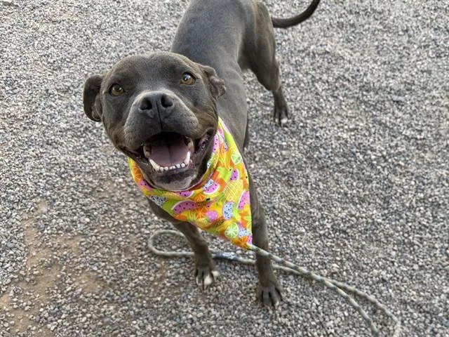 A young large-sized female Pit Bull Terrier dog named Peach for adoption in Mesa, AZ