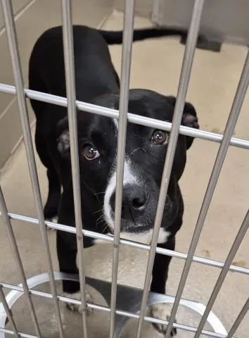 A young medium-sized male Pit Bull Terrier dog named Vito for adoption in Decatur, IL
