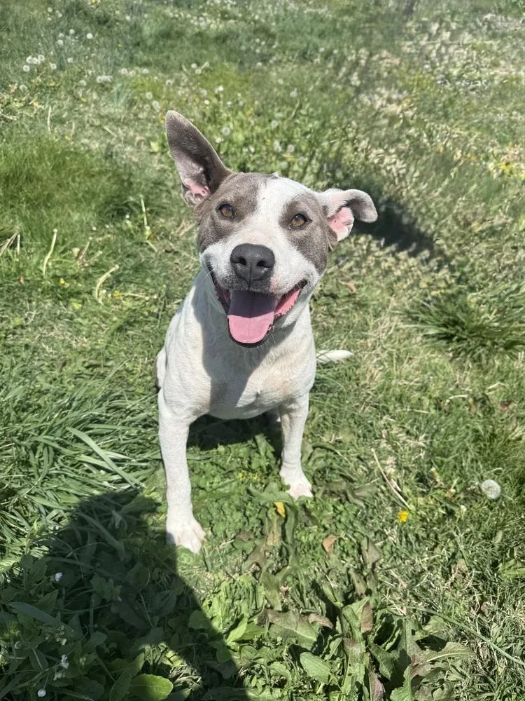 A young medium-sized female Tricolor (Brown, Black, & White) Pit Bull Terrier dog named Cherry for adoption in Evansville, IN