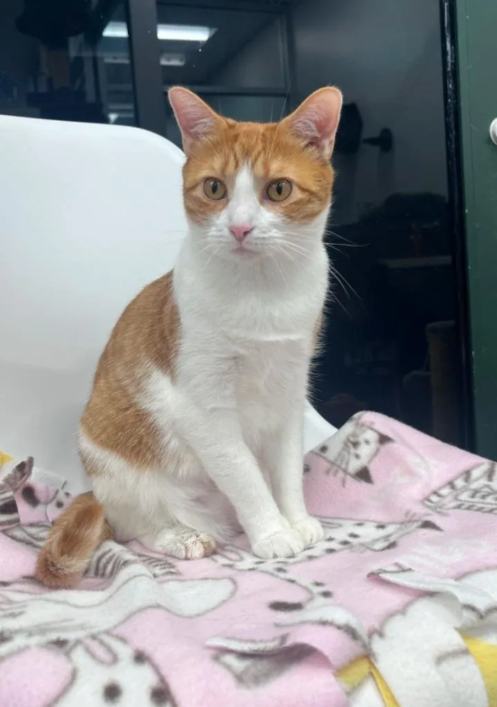 A young medium-sized female Domestic Short Hair cat named Sunkist for adoption in Leonardtown, MD