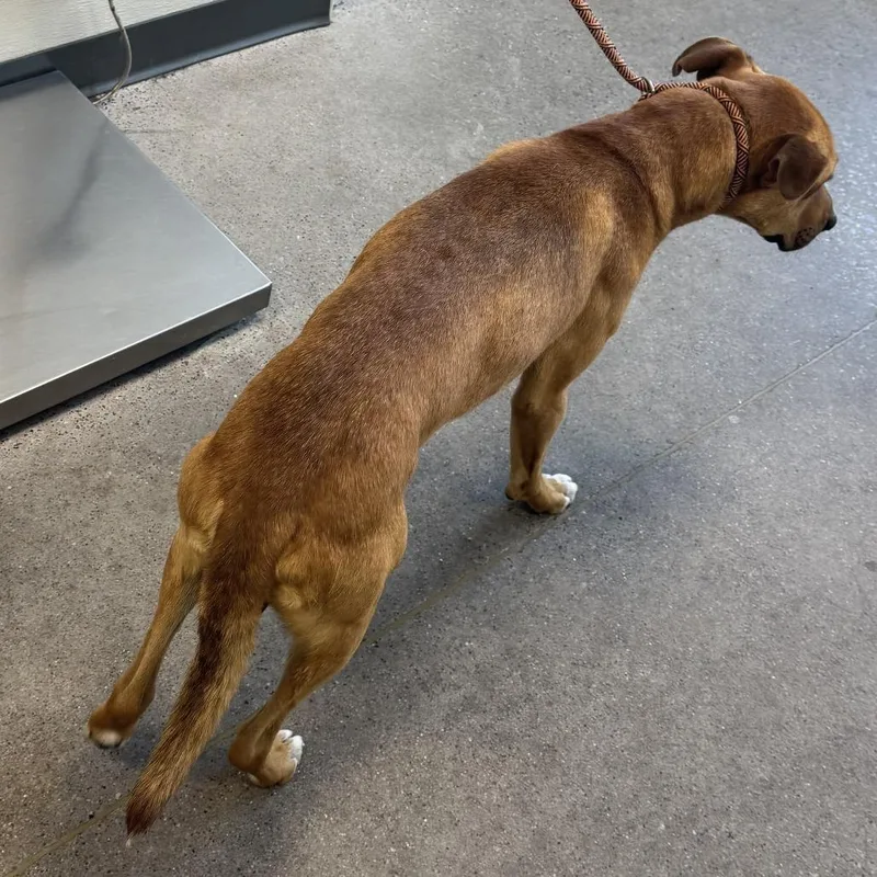 An adult medium-sized male Brown / Chocolate Mixed Breed dog named 109362 for adoption in Las Cruces, NM