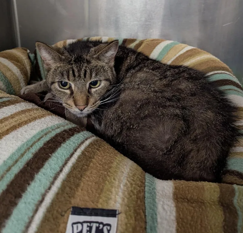 A senior medium-sized female Domestic Short Hair cat named Chimichurri for adoption in La Porte, IN
