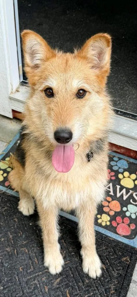 A young medium-sized female Airedale Terrier dog named Lucy for adoption in East Ridge, TN
