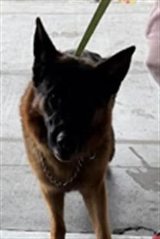 An adult large-sized male German Shepherd Dog dog named Houston for adoption in Los Angeles, CA