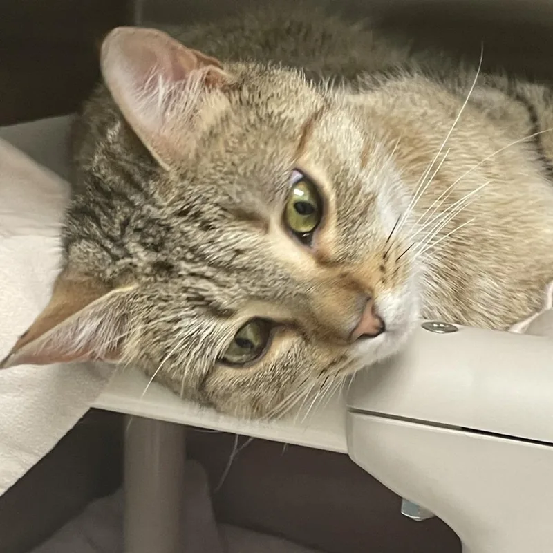 A young medium-sized female Orange / Red Domestic Short Hair cat named Leia for adoption in Philadelphia, PA