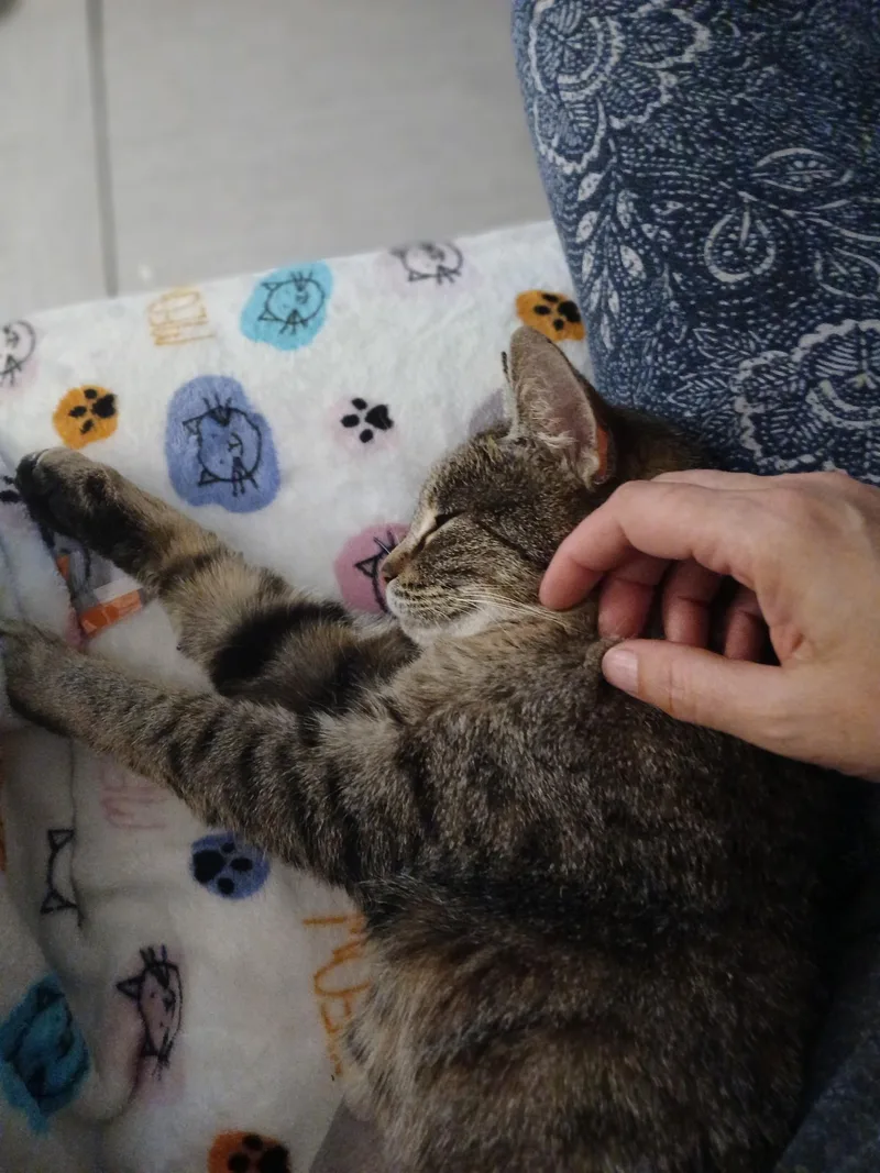 Mama Alley thumbnail 3