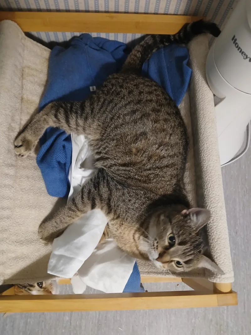 Mama Alley thumbnail 4