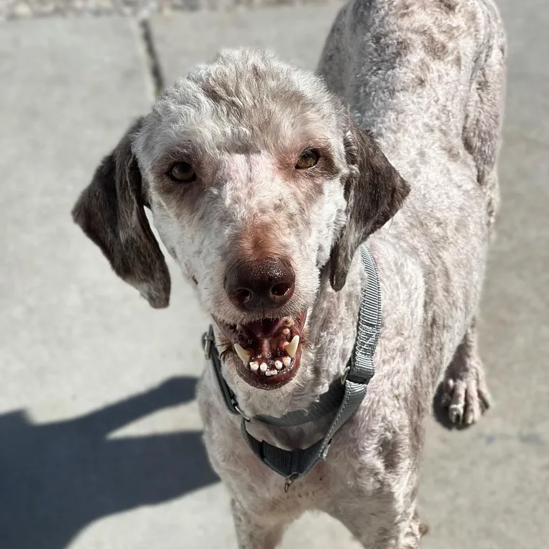 An adult medium-sized female Gray / Blue / Silver Standard Poodle dog named Clover for adoption in St. Peters, MO