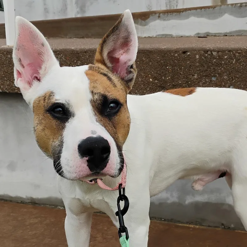 An adult large-sized male White / Cream Mixed Breed dog named Humphrey for adoption in Bentonville, AR