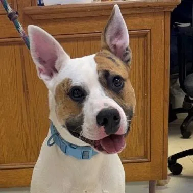 Humphrey thumbnail 2