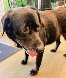 A senior large-sized female Labrador Retriever dog named Sharon for adoption in Mount Juliet, TN