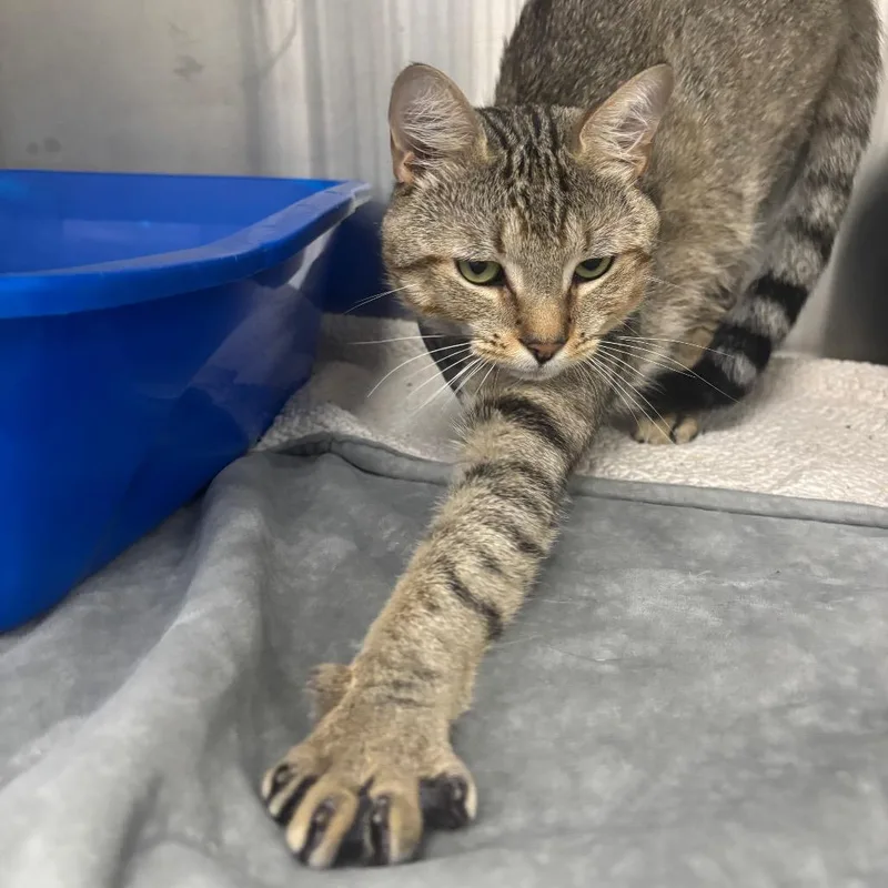 A young medium-sized male Brown / Chocolate Domestic Short Hair cat named Dodger for adoption in Lakeland, FL