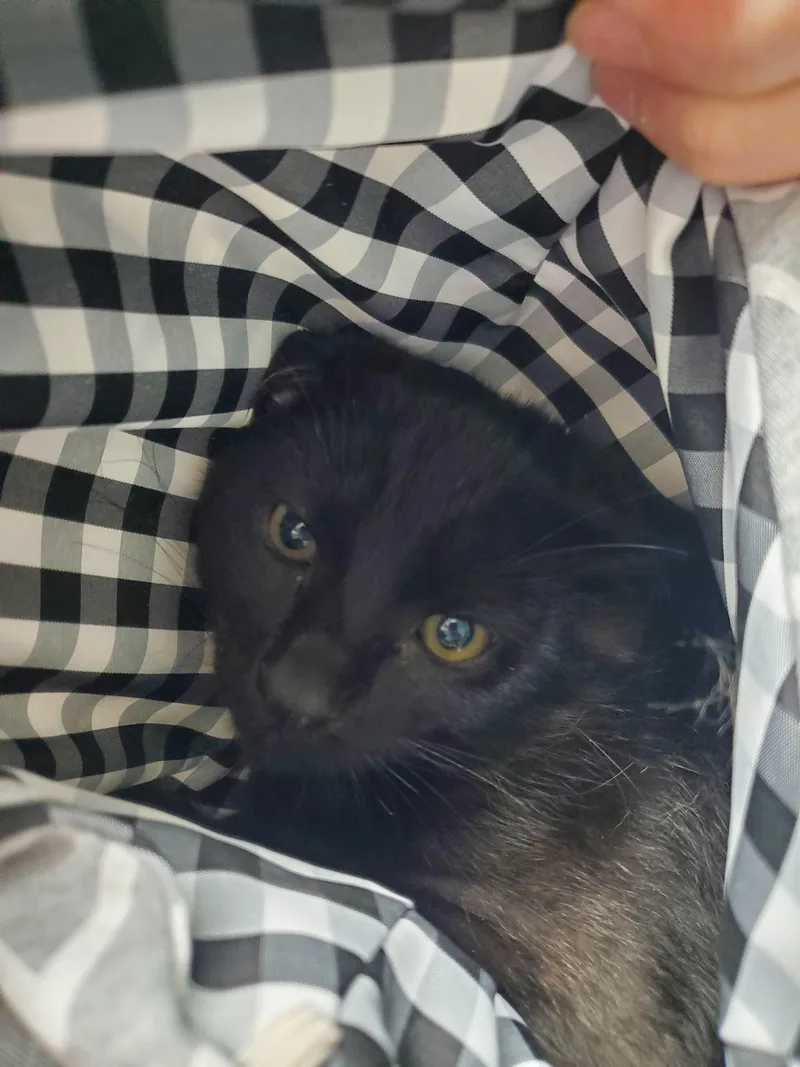 A baby medium-sized male Black Domestic Short Hair cat named Charcoal for adoption in Avalon, CA