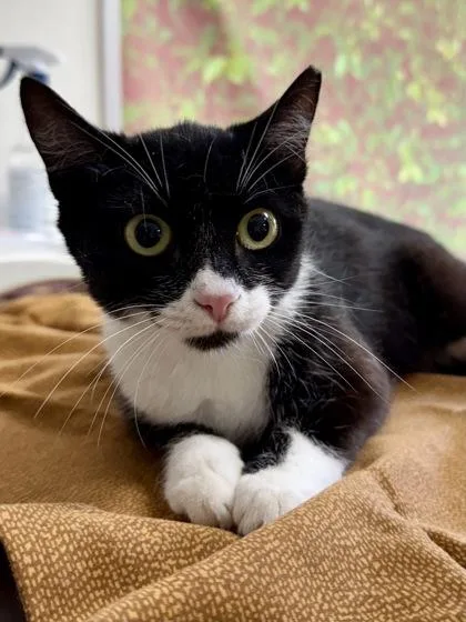 An adult medium-sized female Domestic Short Hair cat named Sable for adoption in San Antonio, TX