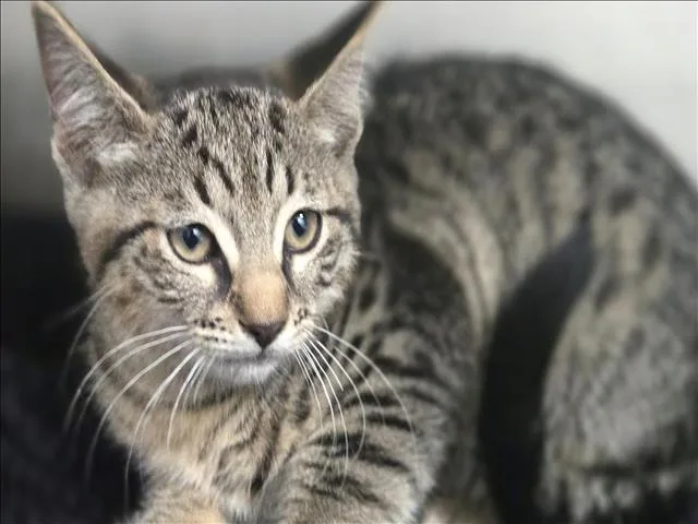 A baby small-sized female Domestic Short Hair cat named Catalie for adoption in Los Angeles, CA