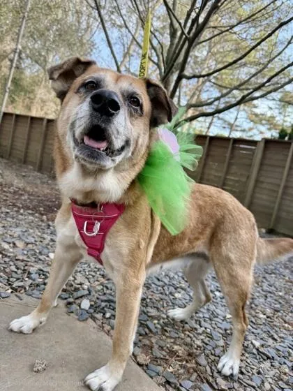 Lionheart thumbnail 2