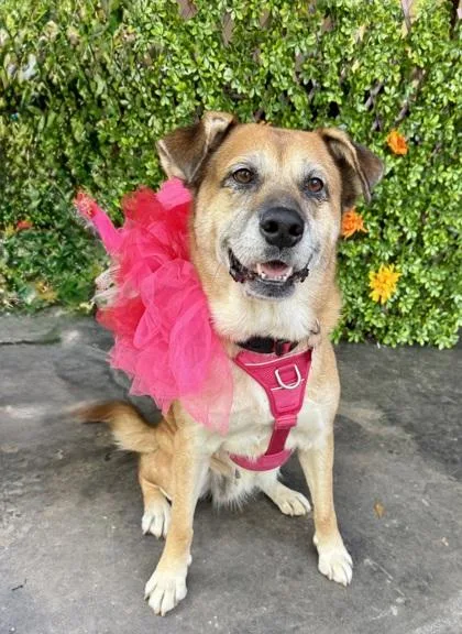 Lionheart thumbnail 3