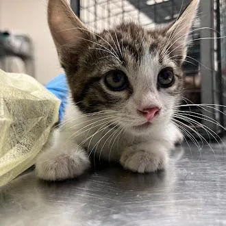 A baby small-sized female Domestic Short Hair cat named White Choc. Mocha for adoption in Las Vegas, NV