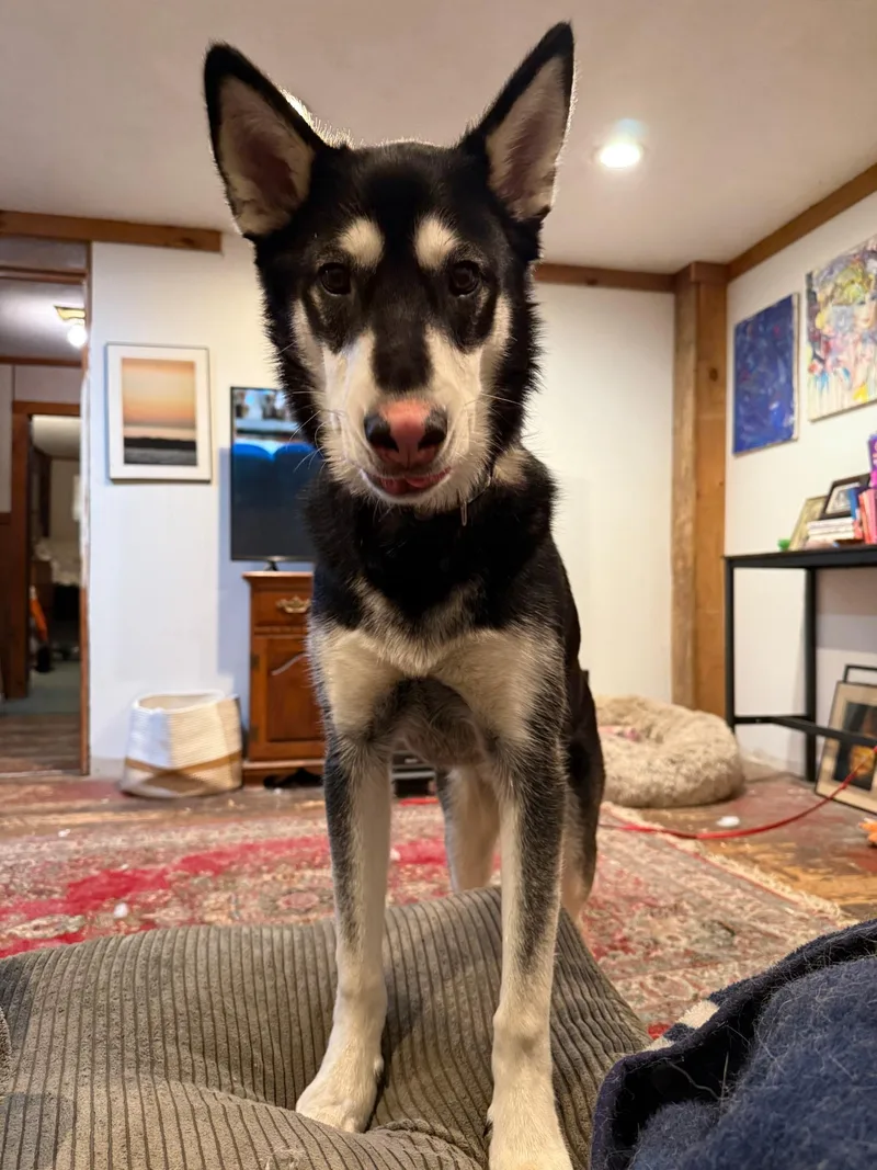 Greyson