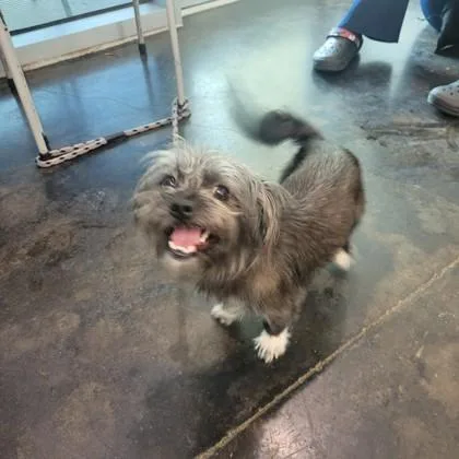 An adult small-sized male Mixed Breed dog named Mylo for adoption in Memphis, TN